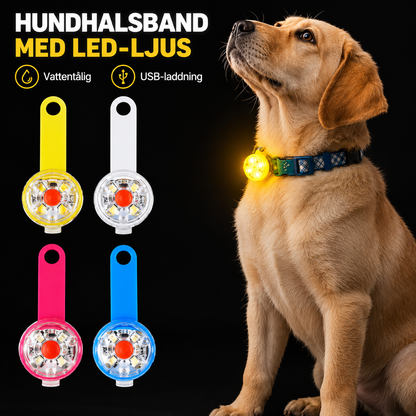 Hundhalsband med LED-ljus – vattentålig och USB-laddning, gul, vit, rosa och blå