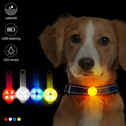 Lysande LED-hänge på hundhalsband i mörkret – röd, vit, blå och gul