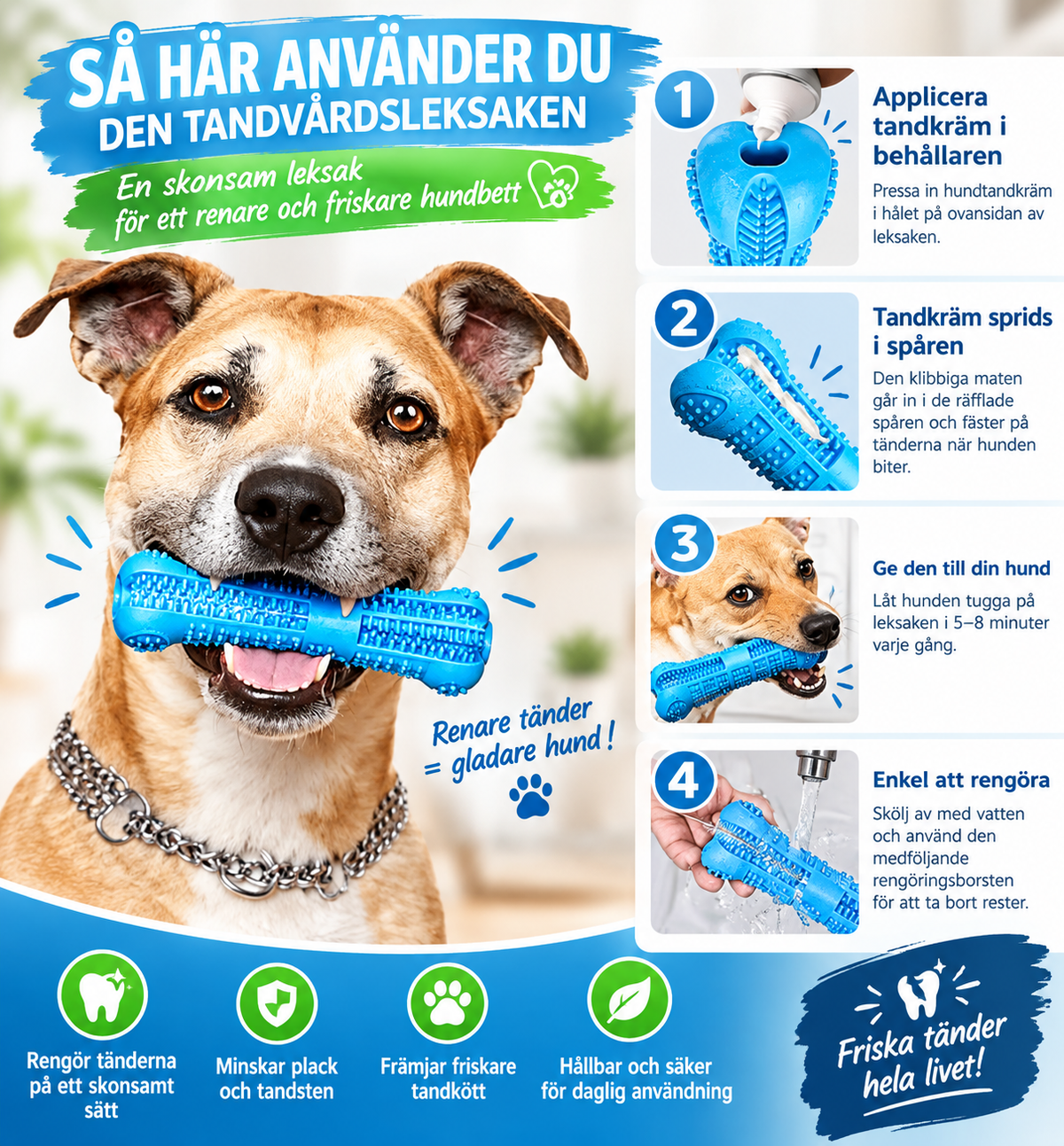 Så använder du tandborsten för hund – tandkräm i hålet, låt hunden tugga och skölj av